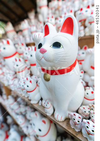 豪徳寺の招き猫 46520341