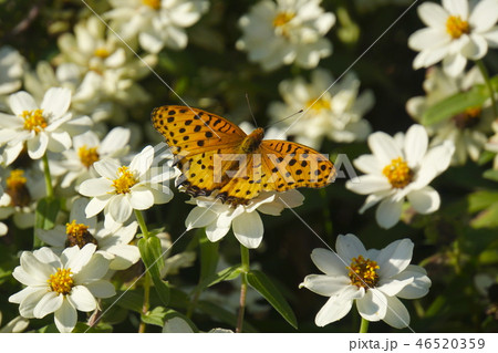 ツマグロヒョウモン 46520359