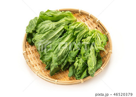 金沢春菊 46520379