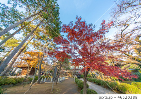 豪徳寺の参道 46520388
