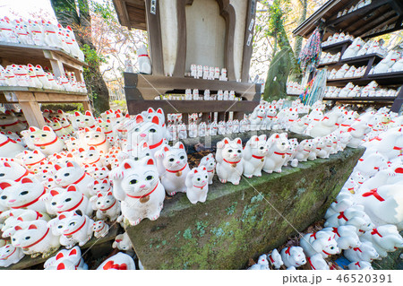 豪徳寺の招き猫 46520391