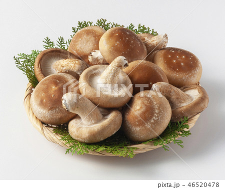 生しいたけ 46520478