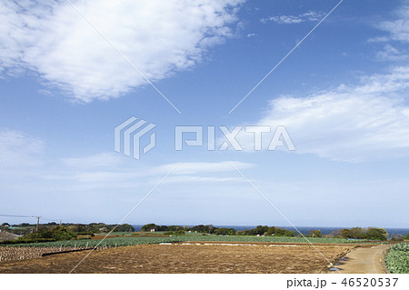 畑 46520537