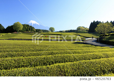 茶畑 46520763