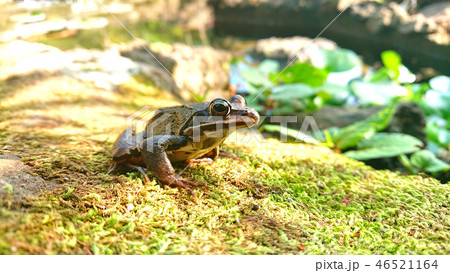 春の伊豆の池に現れたアカガエル 46521164