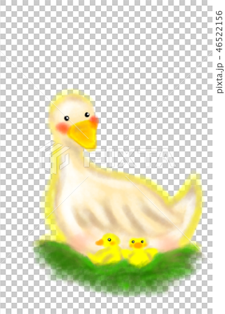 Protect the child, mother duck. 46522156