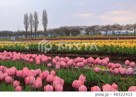 花畑 花畑 46522415