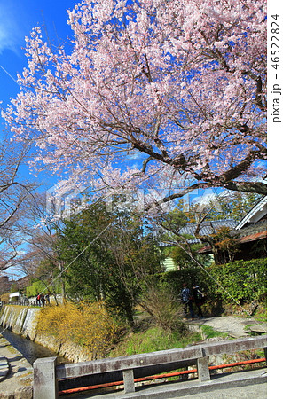 【京都府】哲学の道の桜 【京都府】哲学の道の桜 46522824
