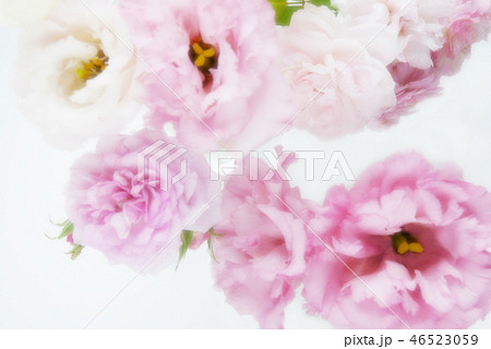 ピンクの花の壁紙トルコキキョウのイラスト素材