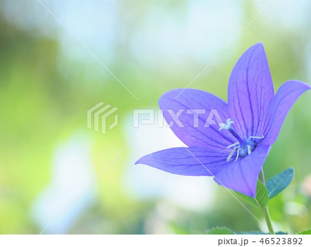 キキョウ 46523892