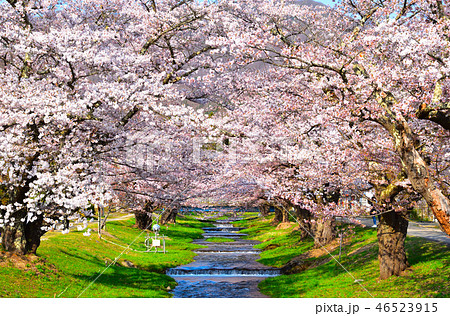 桜景　観音寺川 46523915
