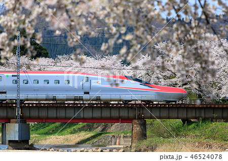 秋田新幹線・桜満開の秋田路を行く新幹線こまち 46524078