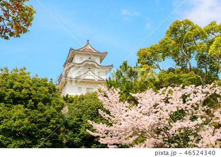 明石公園の桜 46524340