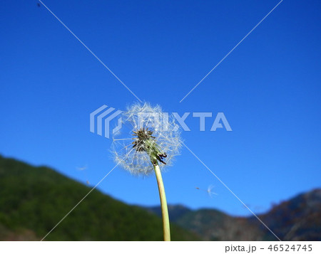 タンポポ たんぽぽ 蒲公英 46524745