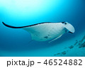 マンタ 46524882