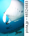 マンタとダイバー 46524883