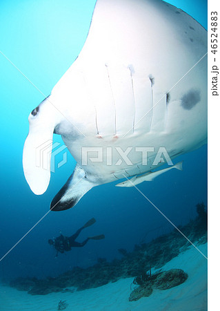 マンタとダイバー 46524883