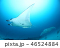 マンタ 46524884