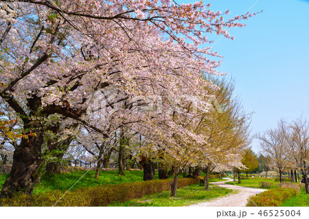 春　霞城公園 46525004