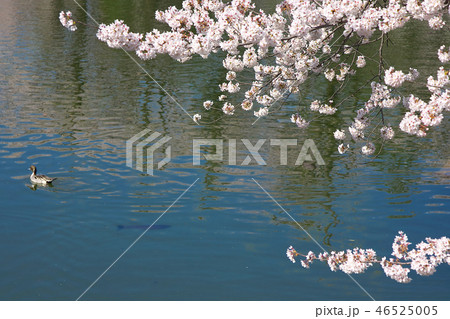春の公園 - 満開の桜  46525005