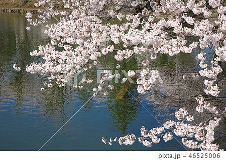 春の公園 - 満開の桜  46525006