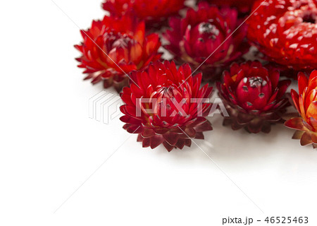 帝王貝細工 46525463