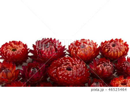 帝王貝細工 46525464