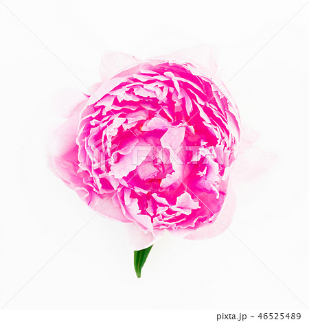 Pink peony flower isolated on white background 46525489