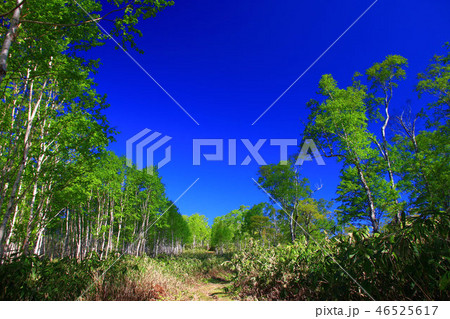 初夏の昆布岳登山道 46525617