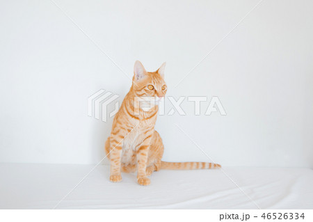 猫 46526334