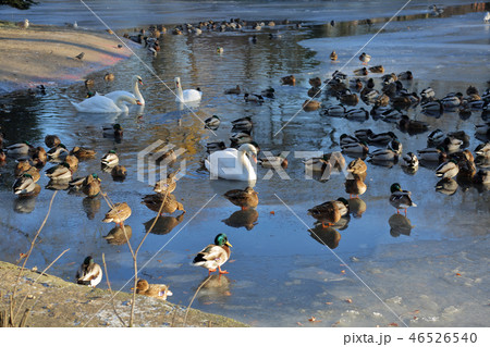 Swans and ducks in the water 46526540