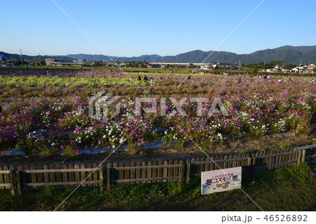 亀岡 夢コスモス園 亀岡 夢コスモス園 46526892