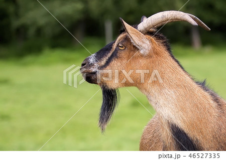 Goat in a clearing, a portrait  46527335