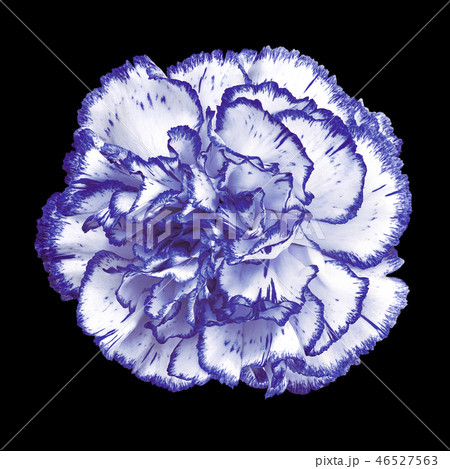blue white carnation flower isolated on black blue white carnation flower isolated on black 46527563