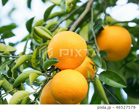 夕日に染まるダイダイ 46527579