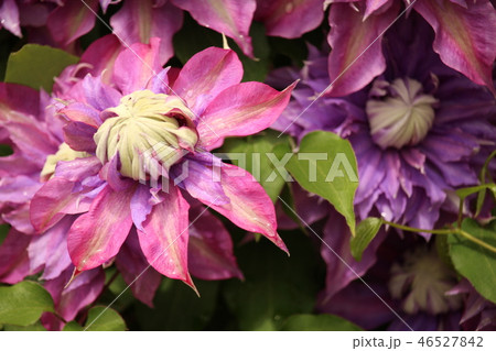 足利 花 フラワーパーク 栃木県 46527842