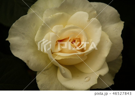 白薔薇 栃木県 足利フラワーパーク 藤まつり 46527843