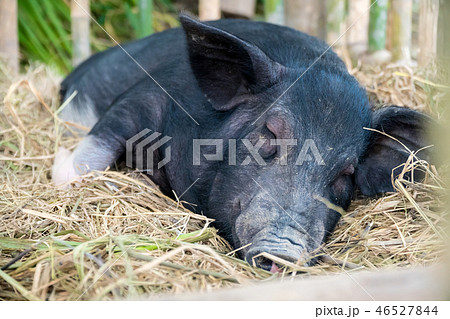 The lazy pig sleep on the straw 46527844