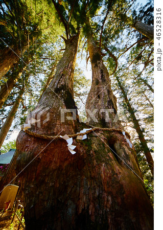 玉置神社_杉の巨樹群_No3 46528316