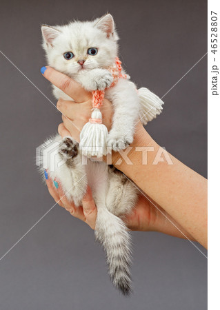 Little British kitten in  hands 46528807