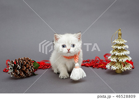White British kitten in red scarf White British kitten in red scarf 46528809