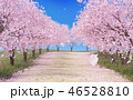 桜並木イメージ 46528810