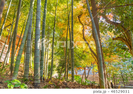 日本の秋 北鎌倉寺院と紅葉 日本の秋 北鎌倉寺院と紅葉 46529031