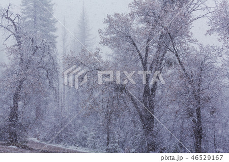 Blizzard Blizzard 46529167