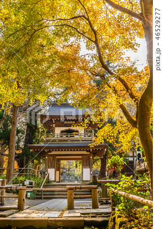 日本の秋 北鎌倉 浄智寺の紅葉 46529277
