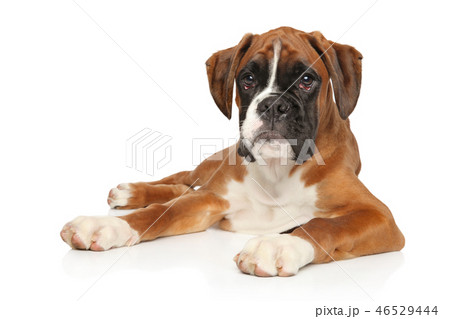 Beautiful German Boxer puppy lying down 46529444