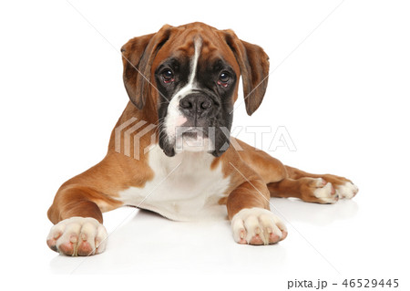 Beautiful German Boxer puppy on white background 46529445