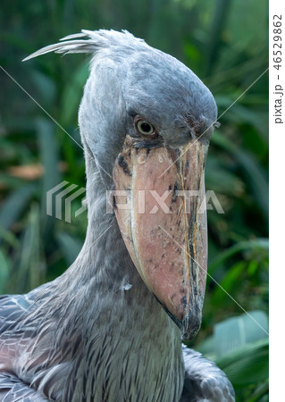 A shoebill (Balaeniceps rex) A shoebill (Balaeniceps rex) 46529862