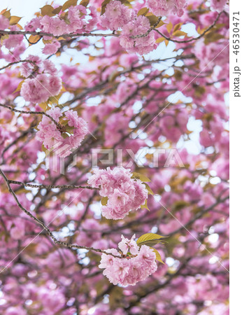 東京北区王子市の近くにある飛鳥山公園の花見のピンク色の里桜の花 の写真素材