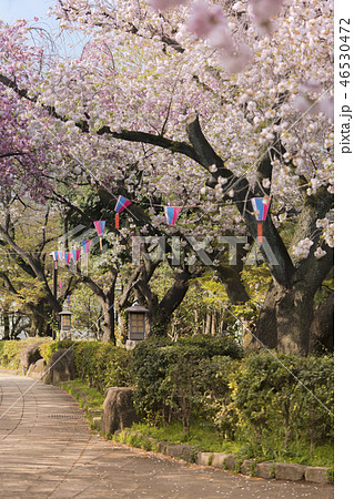 東京北区王子市の近くにある18世紀に花見を楽しむ為に徳川吉宗に作られた飛鳥山公園を覆うソメイヨシノ の写真素材